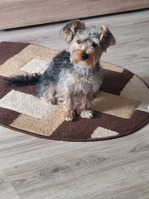 Vand pui Yorkshire Terrier minitoy  - imagine 2