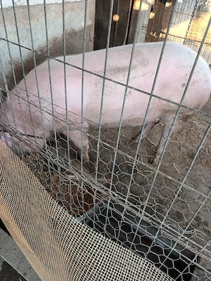 Porc de vanzare 200kg