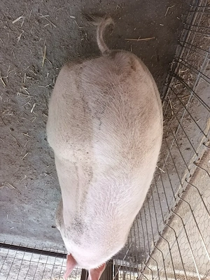 Porc de vanzare 200kg - imagine 2