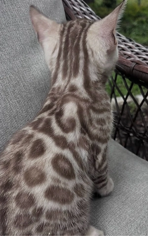pui bengaleza bengal snow  - imagine 4