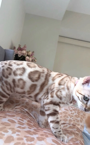 pui bengaleza bengal snow  - imagine 2