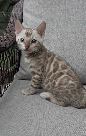 pui bengaleza bengal snow  - imagine 5