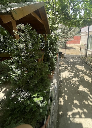 Casa Musicescu Timisoara  - imagine 8