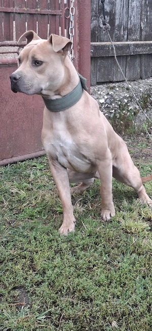 amstaff disponibil - imagine 4