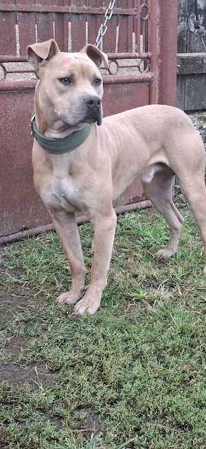 amstaff disponibil