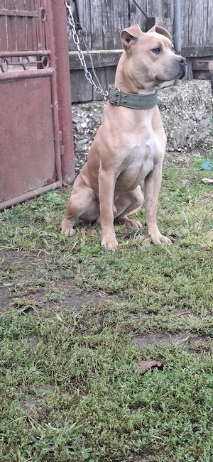amstaff disponibil - imagine 3