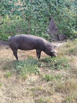 Vând Purcei Pietrain și Landrace