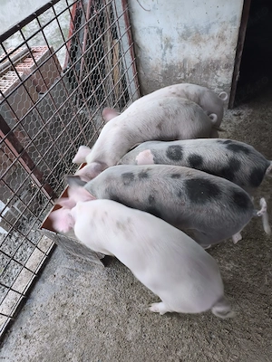 Vând grăsuni Petran cu Marele alb  - imagine 3