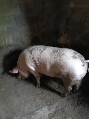 porci de vânzare 