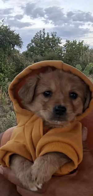 Catelusi talie mica spre adoptie. - imagine 2