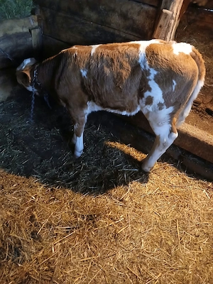 Vând vițea 2 luni Arad 2200 lei