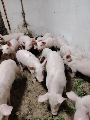 Porci și purcei - imagine 2