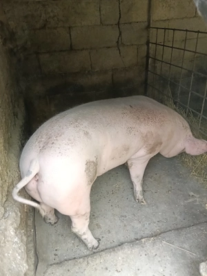 porci de vânzare  - imagine 4