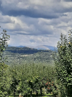 TEREN EXTRAVILAN 6.700 MP   Miclosanii Mari, Dambovita | Potential pentru INVESTIȚIE TURISTICĂ - imagine 5