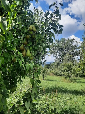 TEREN EXTRAVILAN 6.700 MP   Miclosanii Mari, Dambovita | Potential pentru INVESTIȚIE TURISTICĂ - imagine 7