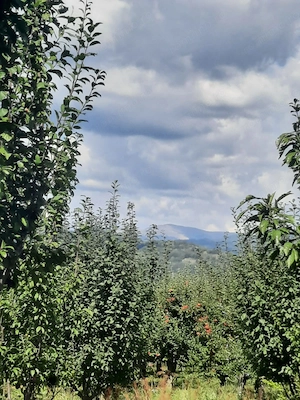TEREN EXTRAVILAN 6.700 MP   Miclosanii Mari, Dambovita | Potential pentru INVESTIȚIE TURISTICĂ - imagine 4