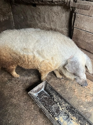 Mangalita Porc mangalita                              