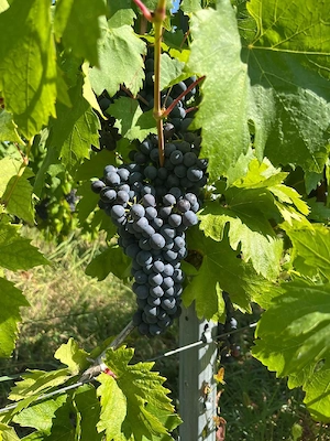 Struguri de vin calitate superioara Dealu Mare