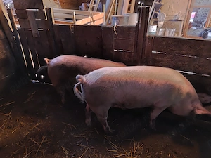  Porc de vanzare pentru taiat. 