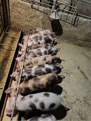 Vând purcei Pietrain