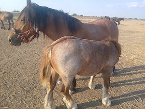 Vând cai sau dau la schimb pe mașină 