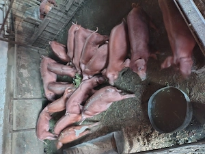 Vind purcei rasa duroc