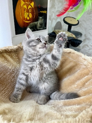 british shorthair tabby 
