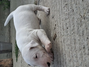 Bull terrier  5 saptamani  - imagine 3