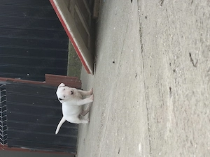 Bull terrier  5 saptamani  - imagine 2