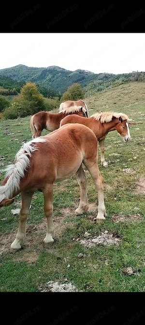 Vînd mînzi din cai grei  - imagine 2
