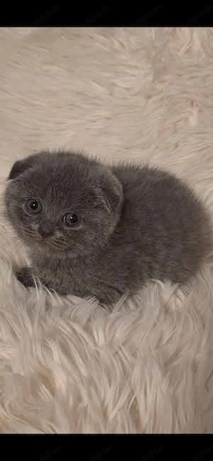 Pisicuțe Scottish Fold Blue - imagine 2