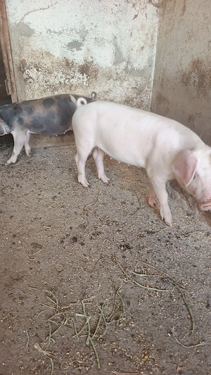 scrofițe landras si petrean