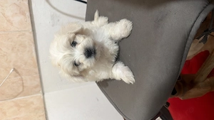 Bichon maltez minitoy  - imagine 2