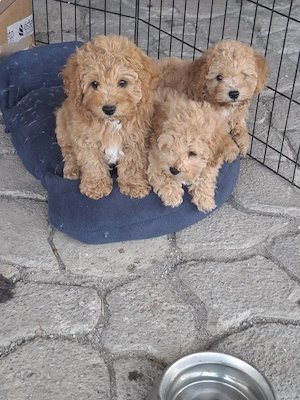 Căței rasa Pudel 