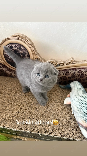 Scottish fold băietei si un british 
