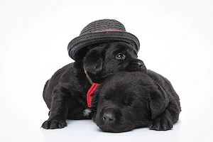 PUI Labradori