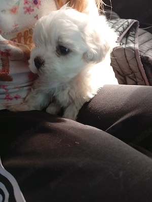 Fetita si baietel bichon maltez mini toy  - imagine 2