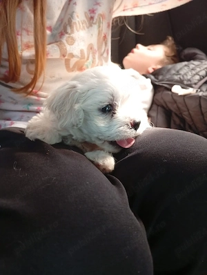 Fetita si baietel bichon maltez mini toy 