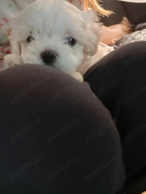 Fetita si baietel bichon maltez mini toy  - imagine 3