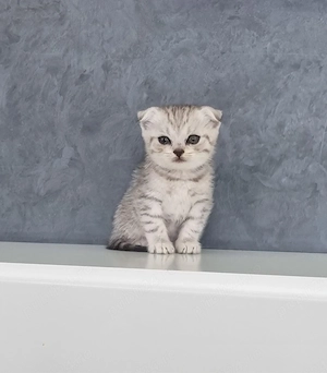 Scottish Fold Chinchila - imagine 5
