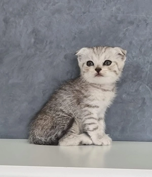 Scottish Fold Chinchila - imagine 3