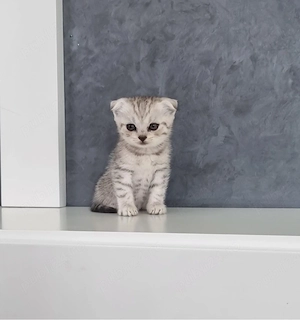 Scottish Fold Chinchila