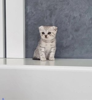 Scottish Fold Chinchila - imagine 2