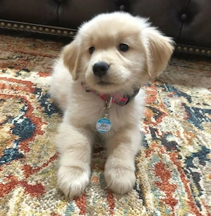 Golden retriever puiuți 