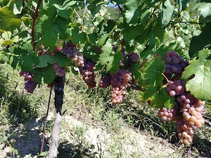 struguri de vanzare 