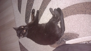 Adoptie pisicuta