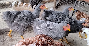 cocosi Plymouth Rock Barat de 5 luni - imagine 4