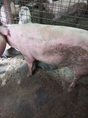 de vanzare porci mari - imagine 2