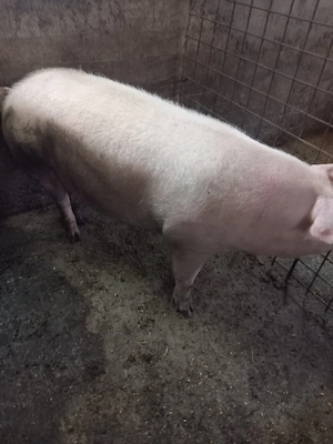 de vanzare porci mari