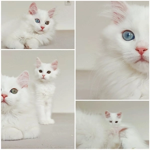 Angora Turceasca  pui albi - imagine 2